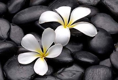 Fototapeta Zen oblázky a bílé květy 5994